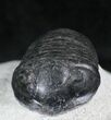 Very D Wenndorfia Trilobite - #27569-3